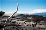 Lava Lizard - Espinosa Point - Fernandina Island - Galapagos Islands (2)